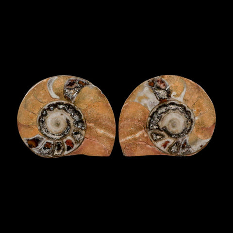 2.7" Goniatite Ammonite Fossil Polished, Cut Half's Erfoud Morocco Devonian Age COA - Fossil Age Minerals