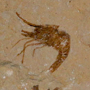 1" Fossil Shrimp Carpopenaeus Cretaceous Age 100 Mil Yrs Old Lebanon COA
