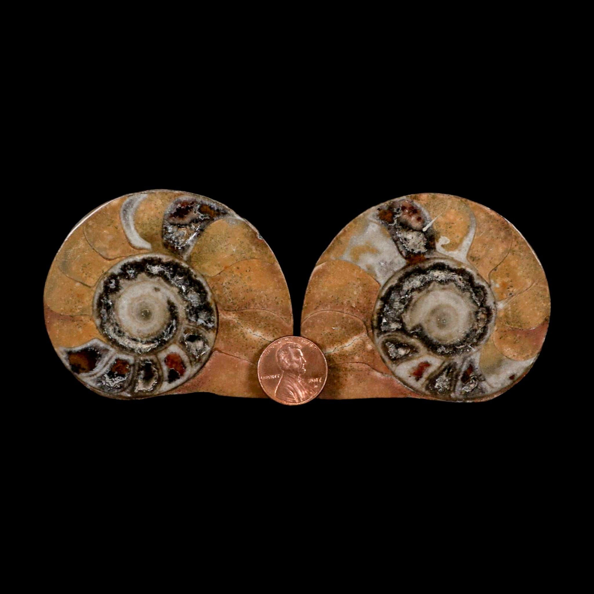 2.7" Goniatite Ammonite Fossil Polished, Cut Half's Erfoud Morocco Devonian Age COA - Fossil Age Minerals