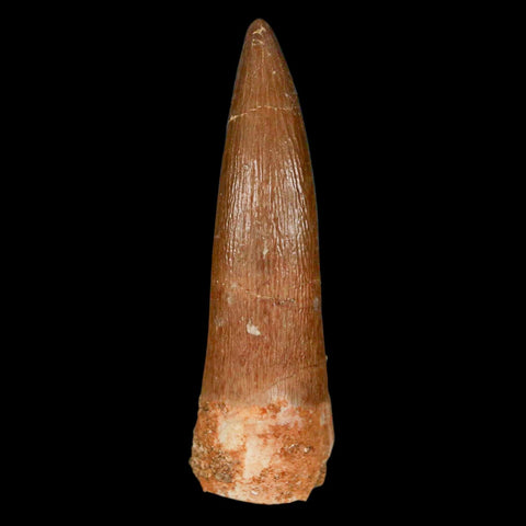 1.9" Plesiosaur Zarafasaura Tooth Fossil Cretaceous Dinosaur Era COA, Stand