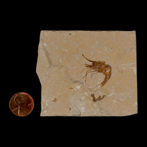 1" Fossil Shrimp Carpopenaeus Cretaceous Age 100 Mil Yrs Old Lebanon COA - Fossil Age Minerals