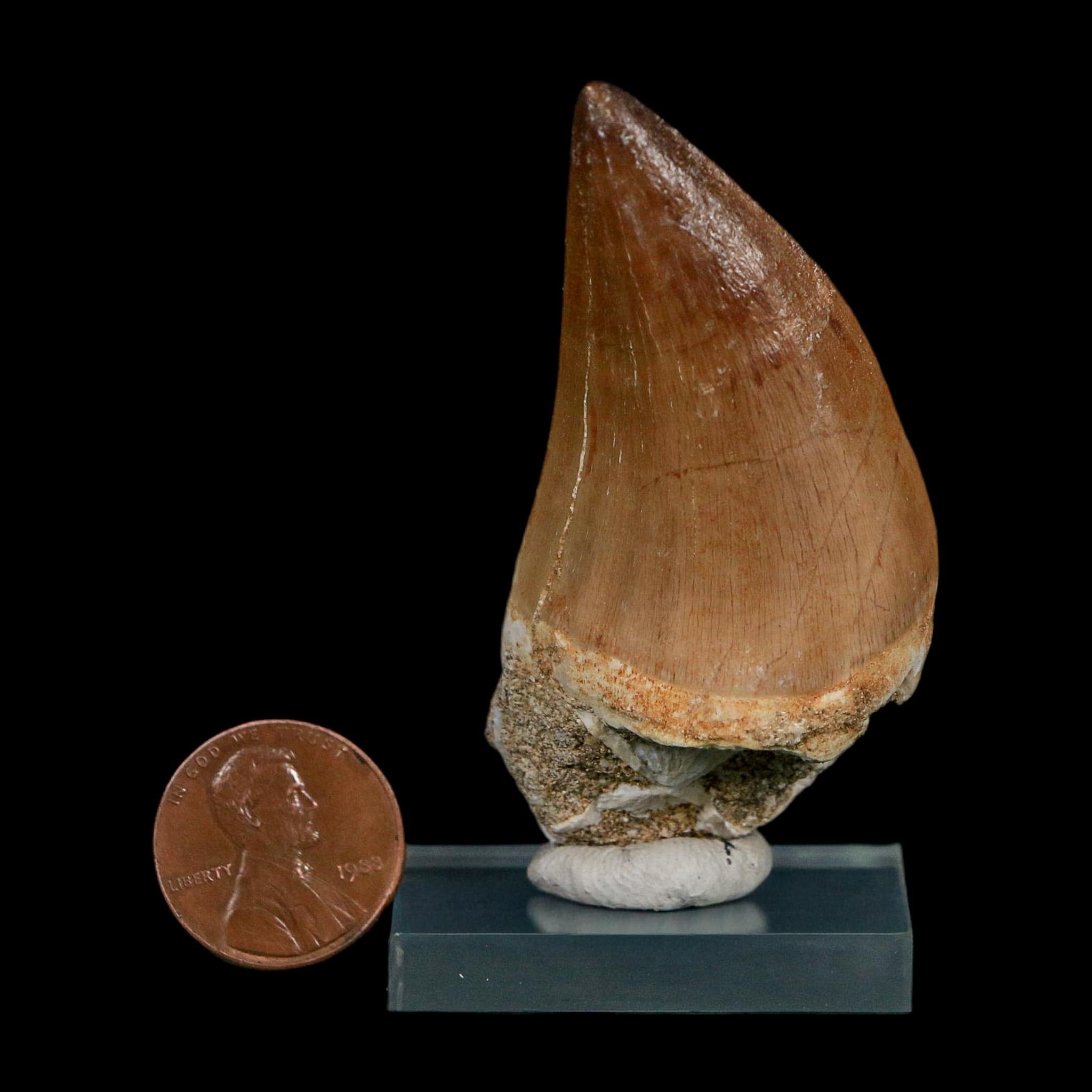 XL 2.4" Mosasaur Prognathodon Fossil Tooth Cretaceous Dinosaur Era COA Stand - Fossil Age Minerals