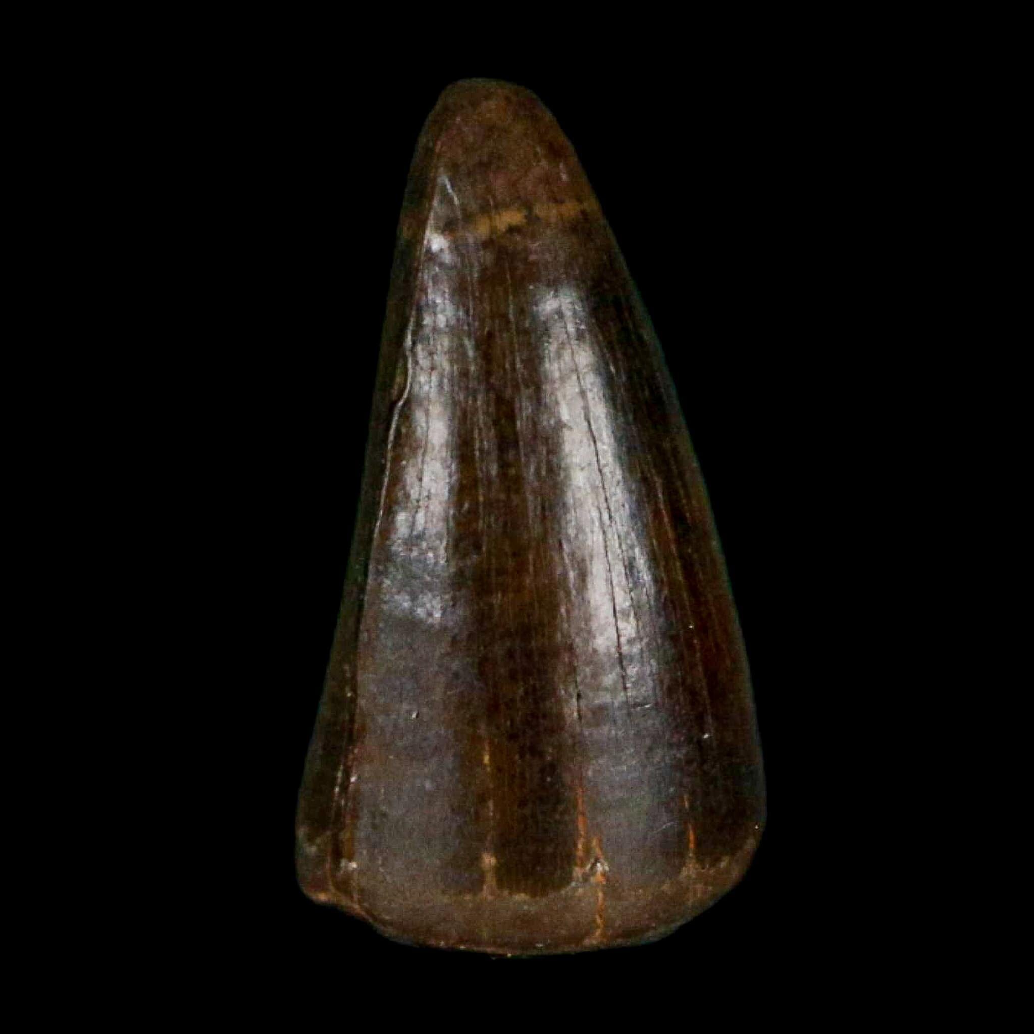 0.4 Crocodile Borealosuchus Fossil Tooth Judith River FM Montana COA Display - Fossil Age Minerals