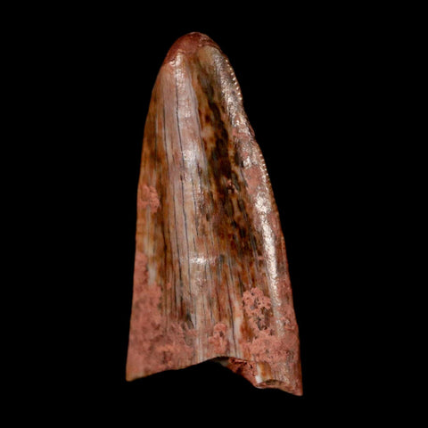 0.6" Postosuchus Rauisuchid Archosaur Fossil Tooth Redonda Formation NM COA Display