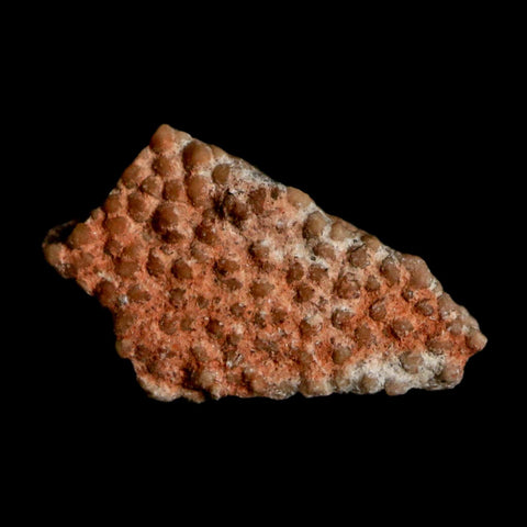 0.5" Megaloolithus Titanosaur Dinosaur Fossil Egg Shell Bouches Du Rhone France Display