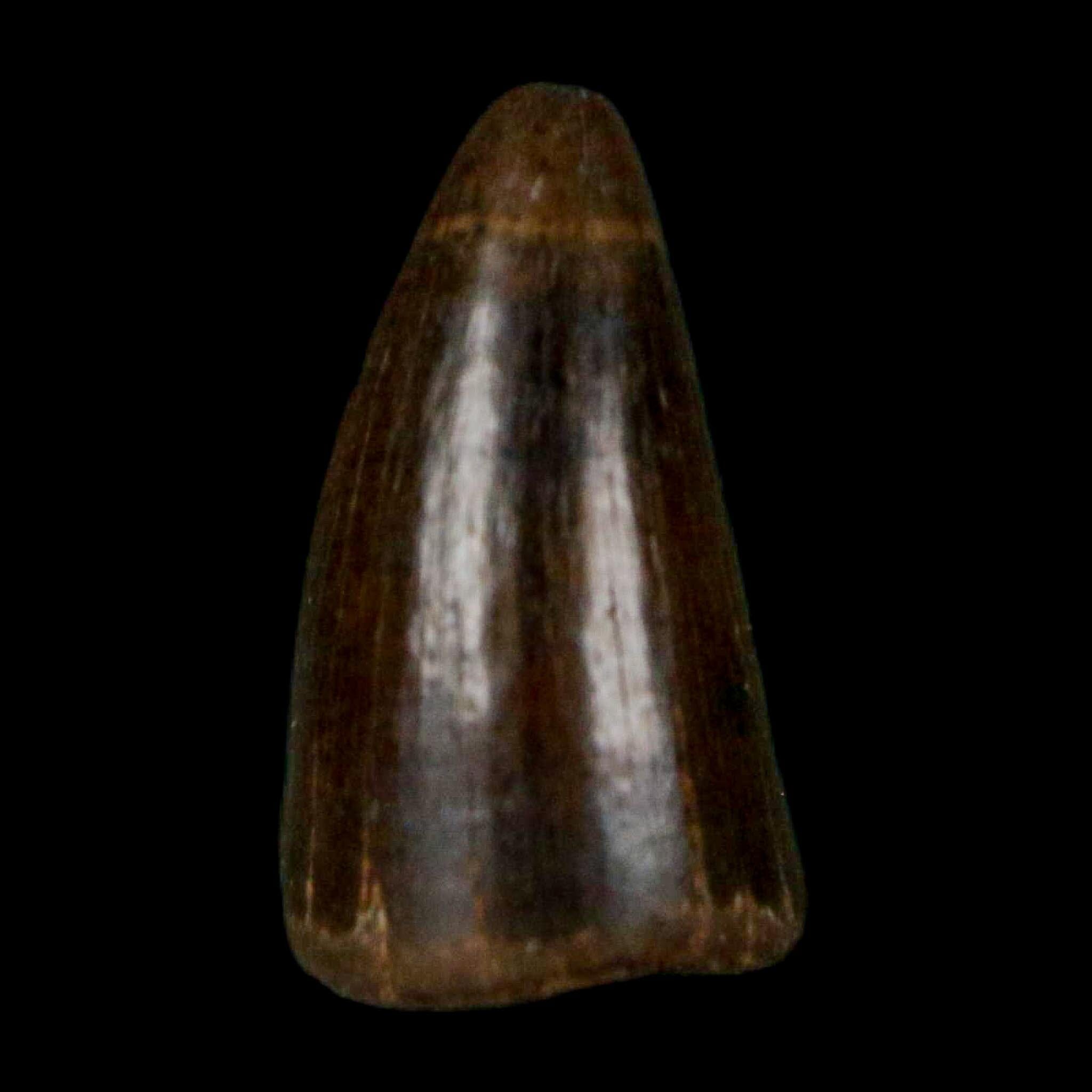 0.4 Crocodile Borealosuchus Fossil Tooth Judith River FM Montana COA Display - Fossil Age Minerals