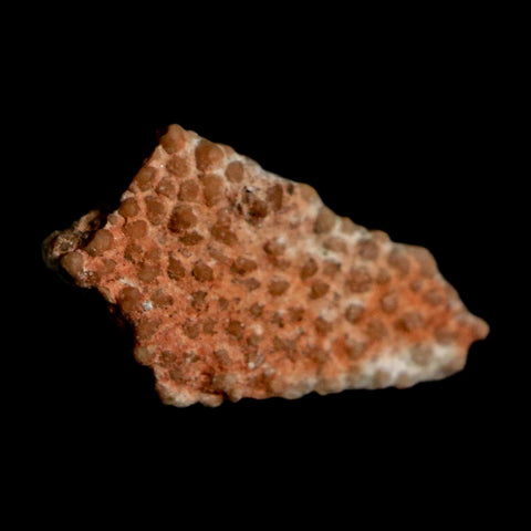 0.5" Megaloolithus Titanosaur Dinosaur Fossil Egg Shell Bouches Du Rhone France Display