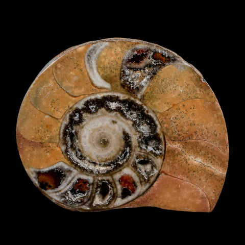 2.7" Goniatite Ammonite Fossil Polished, Cut Half's Erfoud Morocco Devonian Age COA - Fossil Age Minerals