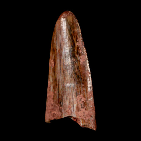 0.6" Postosuchus Rauisuchid Archosaur Fossil Tooth Redonda Formation NM COA Display