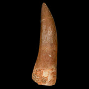 1.9" Plesiosaur Zarafasaura Tooth Fossil Cretaceous Dinosaur Era COA, Stand