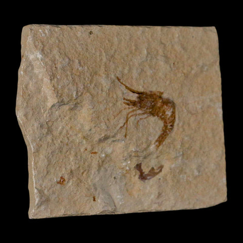 1" Fossil Shrimp Carpopenaeus Cretaceous Age 100 Mil Yrs Old Lebanon COA - Fossil Age Minerals