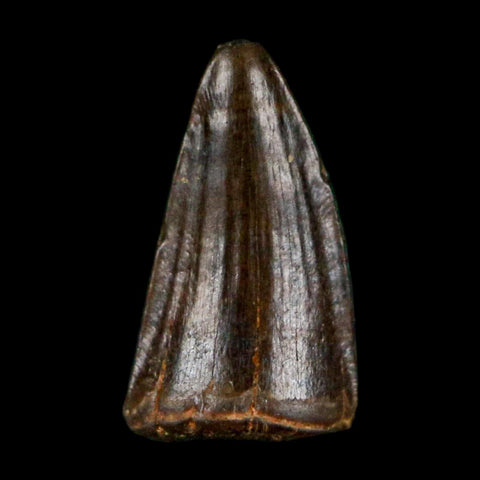 0.4 Crocodile Borealosuchus Fossil Tooth Judith River FM Montana COA Display - Fossil Age Minerals