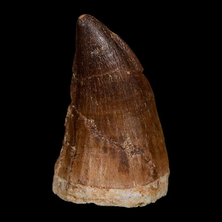 XL 2.2" Mosasaur Prognathodon Fossil Tooth Cretaceous Dinosaur Era COA Stand