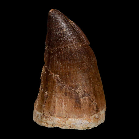 XL 2.2" Mosasaur Prognathodon Fossil Tooth Cretaceous Dinosaur Era COA Stand