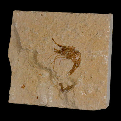 1" Fossil Shrimp Carpopenaeus Cretaceous Age 100 Mil Yrs Old Lebanon COA - Fossil Age Minerals