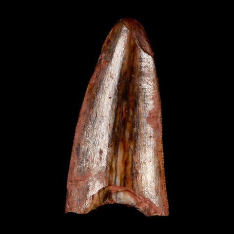 0.6" Postosuchus Rauisuchid Archosaur Fossil Tooth Redonda Formation NM COA Display