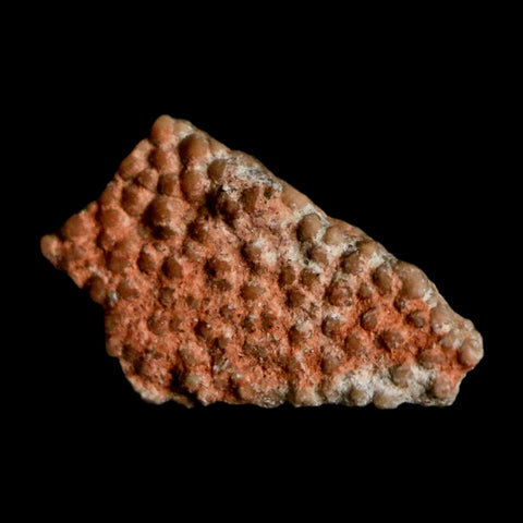 0.5" Megaloolithus Titanosaur Dinosaur Fossil Egg Shell Bouches Du Rhone France Display