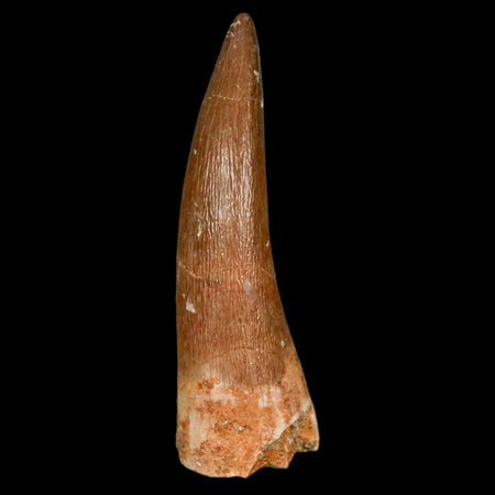 1.9" Plesiosaur Zarafasaura Tooth Fossil Cretaceous Dinosaur Era COA, Stand
