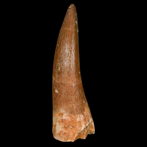 1.9" Plesiosaur Zarafasaura Tooth Fossil Cretaceous Dinosaur Era COA, Stand