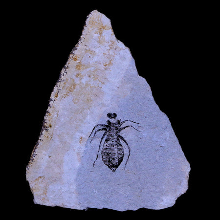 0.7" Dragonfly Larvae Fossil Libellula Doris Plate Upper Miocene Piemont Italy Display