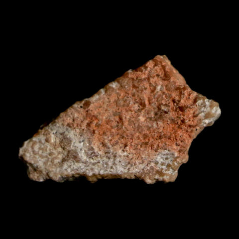 0.5" Megaloolithus Titanosaur Dinosaur Fossil Egg Shell Bouches Du Rhone France Display