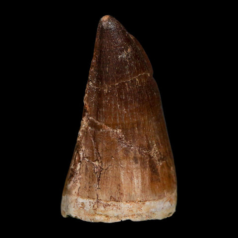 XL 2.2" Mosasaur Prognathodon Fossil Tooth Cretaceous Dinosaur Era COA Stand