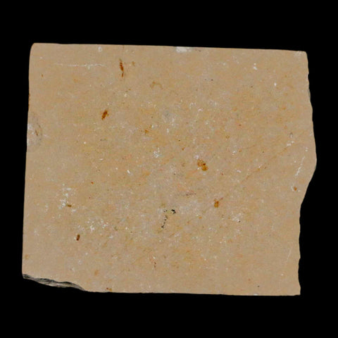 1" Fossil Shrimp Carpopenaeus Cretaceous Age 100 Mil Yrs Old Lebanon COA - Fossil Age Minerals