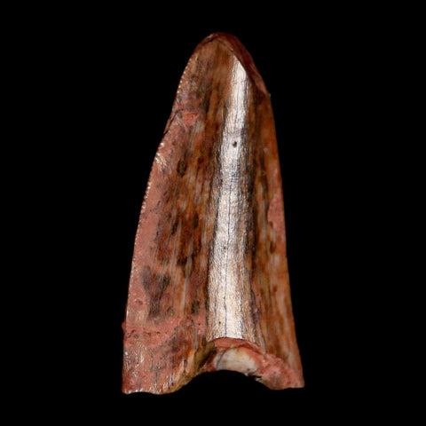 0.6" Postosuchus Rauisuchid Archosaur Fossil Tooth Redonda Formation NM COA Display