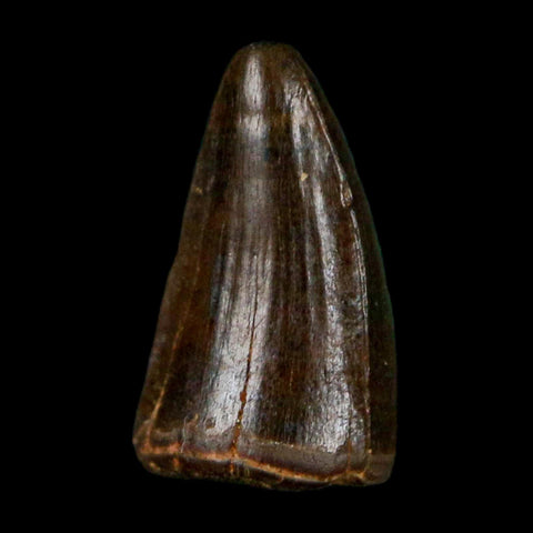 0.4 Crocodile Borealosuchus Fossil Tooth Judith River FM Montana COA Display - Fossil Age Minerals