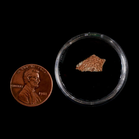 0.5" Megaloolithus Titanosaur Dinosaur Fossil Egg Shell Bouches Du Rhone France Display