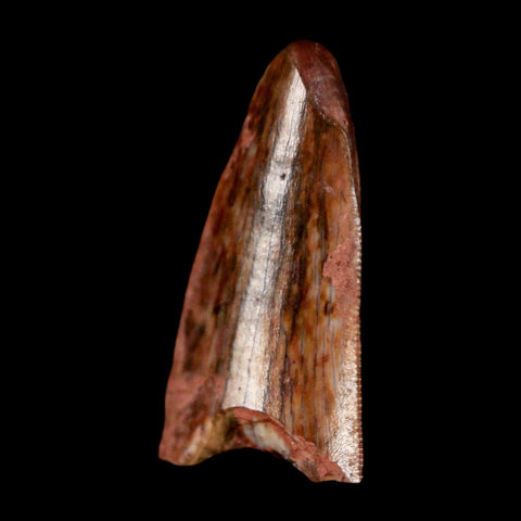 0.6" Postosuchus Rauisuchid Archosaur Fossil Tooth Redonda Formation NM COA Display