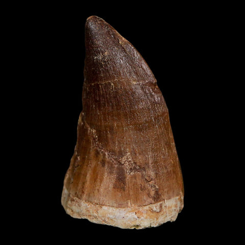 XL 2.2" Mosasaur Prognathodon Fossil Tooth Cretaceous Dinosaur Era COA Stand