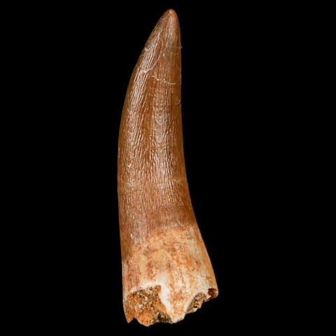 1.9" Plesiosaur Zarafasaura Tooth Fossil Cretaceous Dinosaur Era COA, Stand
