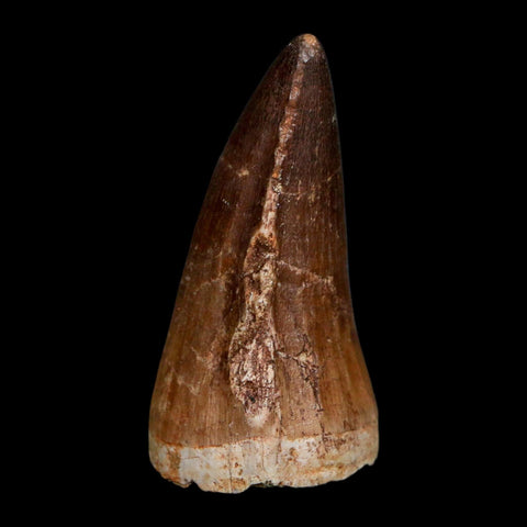 XL 2.2" Mosasaur Prognathodon Fossil Tooth Cretaceous Dinosaur Era COA Stand