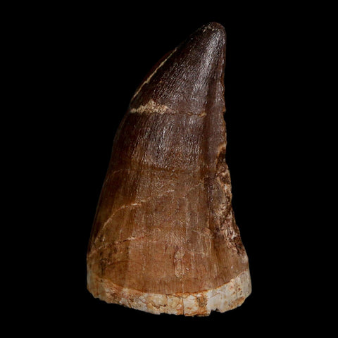 XL 2.2" Mosasaur Prognathodon Fossil Tooth Cretaceous Dinosaur Era COA Stand