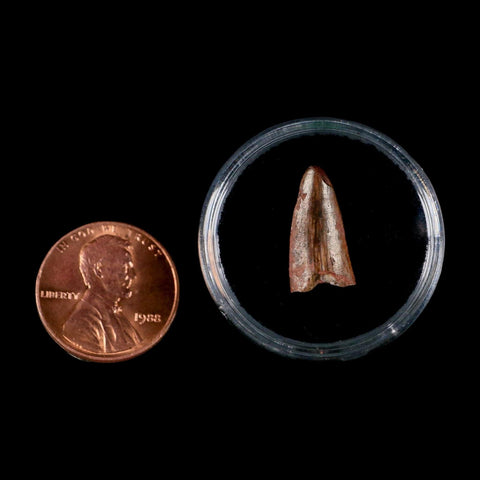 0.6" Postosuchus Rauisuchid Archosaur Fossil Tooth Redonda Formation NM COA Display