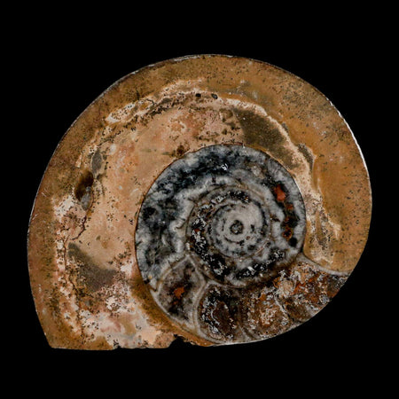 3.1" Goniatite Ammonite Fossil Polished, Cut Half's Erfoud Morocco Devonian Age COA