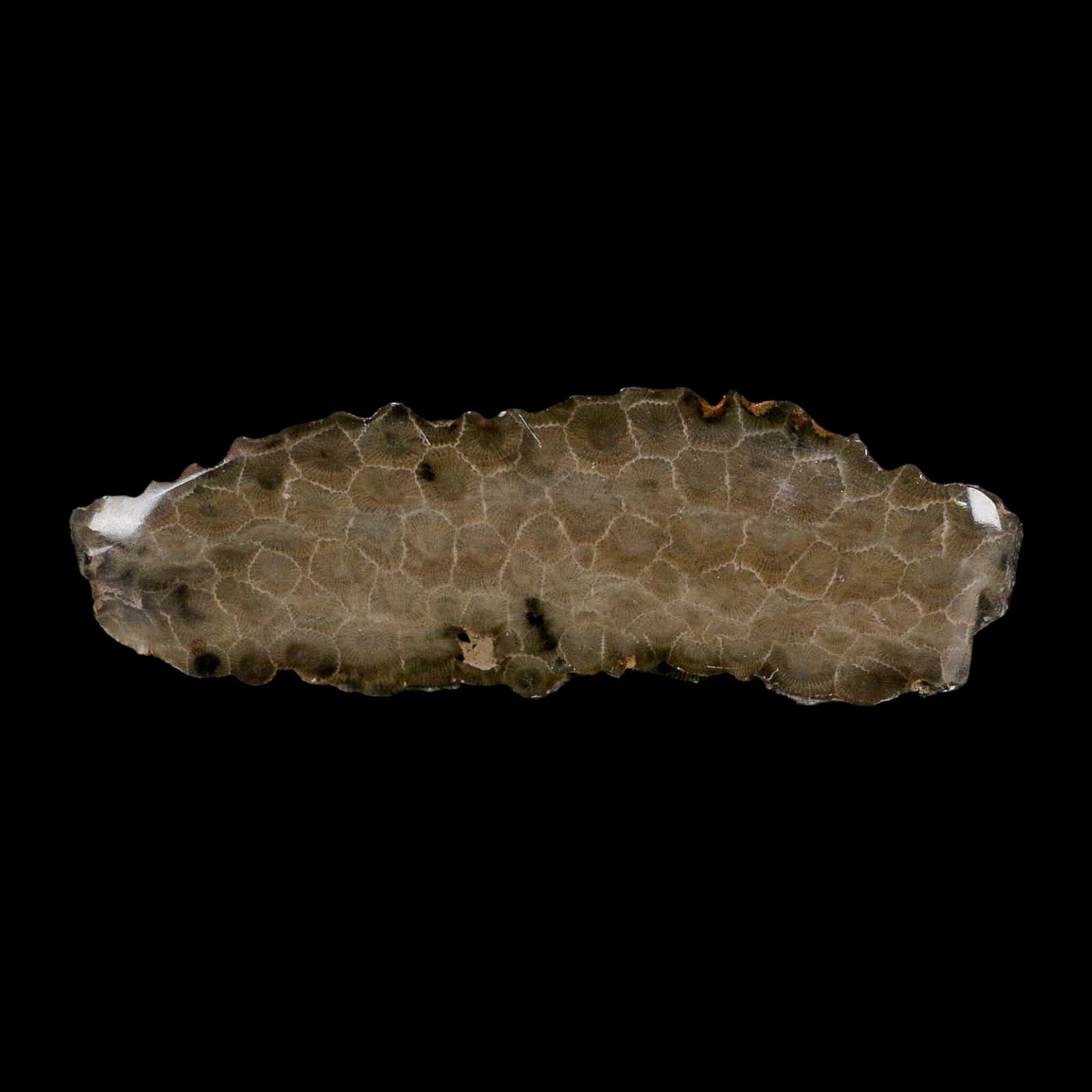 5.8" Polished Slab Petoskey Stone Hexagonaria Coral Fossil Devonian Age Michigan - Fossil Age Minerals