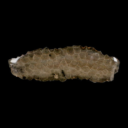 5.8" Polished Slab Petoskey Stone Hexagonaria Coral Fossil Devonian Age Michigan