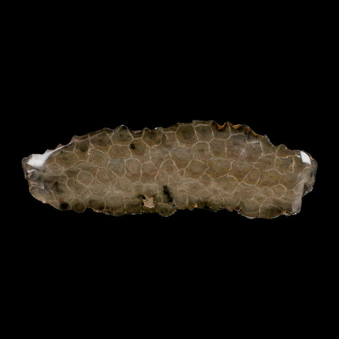 5.8" Polished Slab Petoskey Stone Hexagonaria Coral Fossil Devonian Age Michigan - Fossil Age Minerals