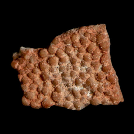 0.4" Megaloolithus Titanosaur Dinosaur Fossil Egg Shell Bouches Du Rhone France Display