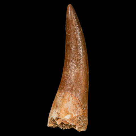 1.9" Plesiosaur Zarafasaura Tooth Fossil Cretaceous Dinosaur Era COA, Stand