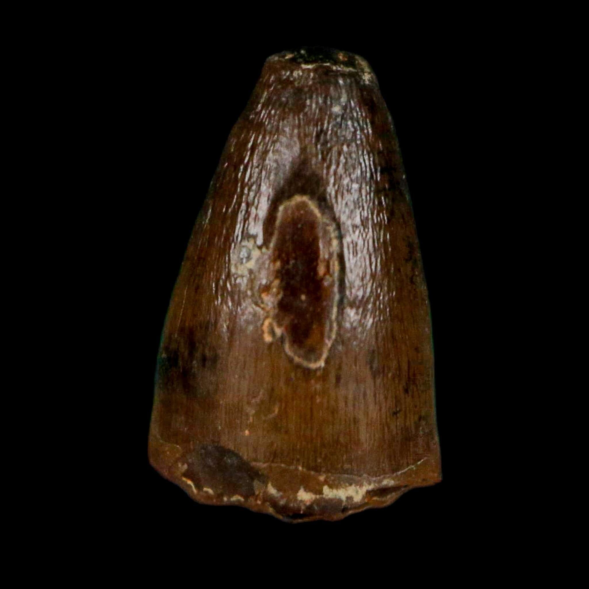 0.4 Crocodile Borealosuchus Fossil Tooth Judith River FM Montana COA Display - Fossil Age Minerals