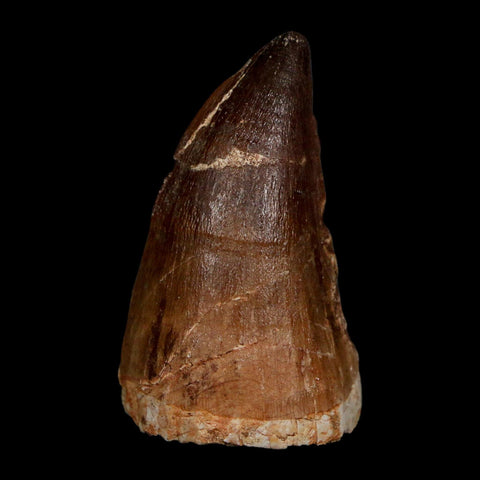 XL 2.2" Mosasaur Prognathodon Fossil Tooth Cretaceous Dinosaur Era COA Stand