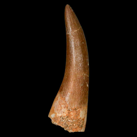 1.9" Plesiosaur Zarafasaura Tooth Fossil Cretaceous Dinosaur Era COA, Stand