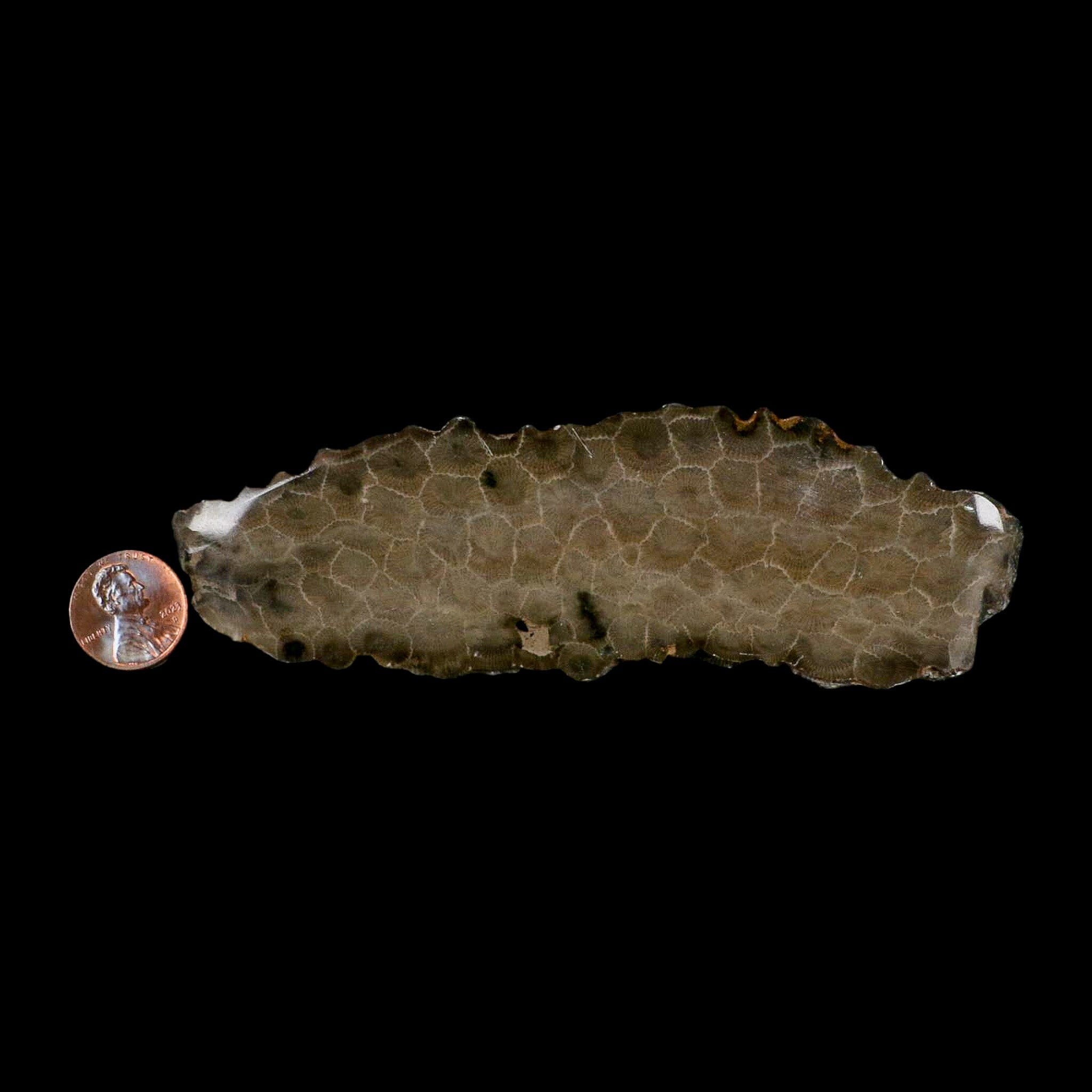 5.8" Polished Slab Petoskey Stone Hexagonaria Coral Fossil Devonian Age Michigan - Fossil Age Minerals