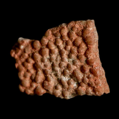 0.4" Megaloolithus Titanosaur Dinosaur Fossil Egg Shell Bouches Du Rhone France Display