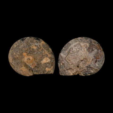 3.1" Goniatite Ammonite Fossil Polished, Cut Half's Erfoud Morocco Devonian Age COA - Fossil Age Minerals