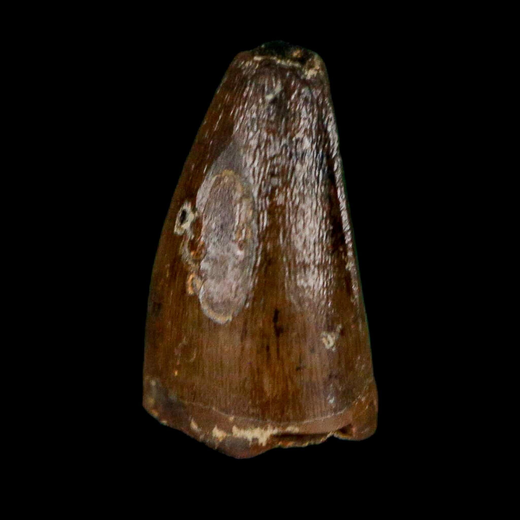 0.4 Crocodile Borealosuchus Fossil Tooth Judith River FM Montana COA Display - Fossil Age Minerals