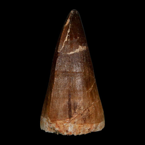 XL 2.2" Mosasaur Prognathodon Fossil Tooth Cretaceous Dinosaur Era COA Stand